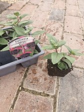 3 x Fuchsia 'Blackie' jumbo