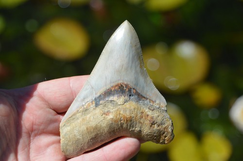 Genuine megalodon shark tooth - genuine,