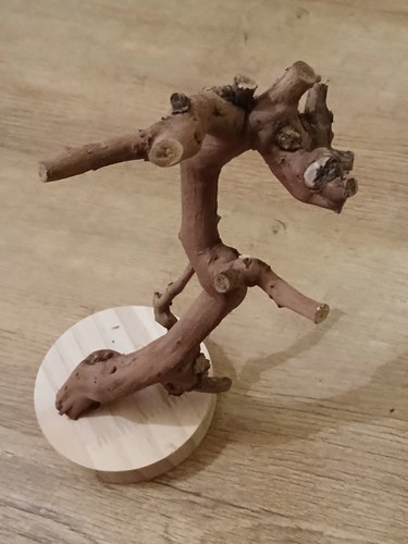 Wood tiny tree bird - tree, stand