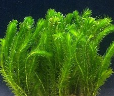 BUNCH Elodea Densa oxygenating pond live plant fish tank aquarium coldwater