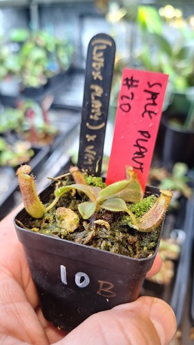 Nepenthes x - (lvb, platychila)
