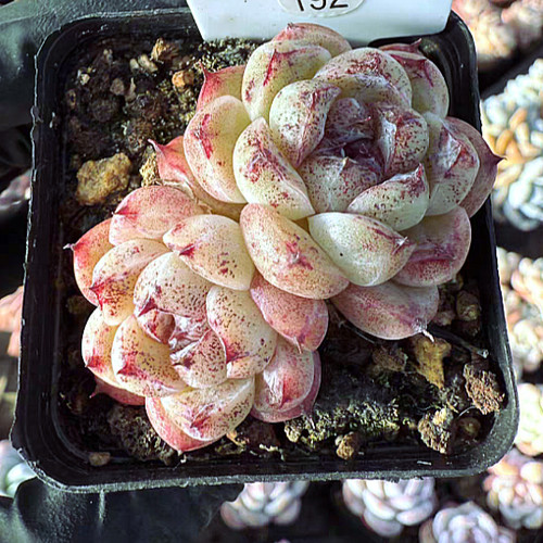 Echeveria red crystal rare - 'red,
