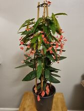Begonia Albopicta Tamaya