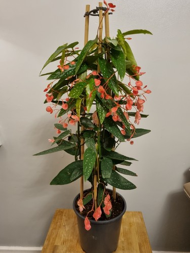 Begonia albopicta tamaya - albopicta,