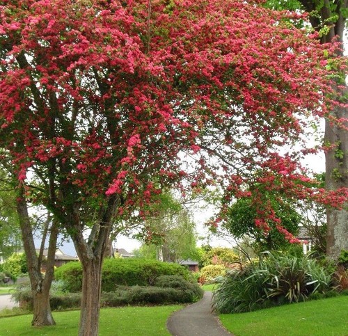 Crataegus paul scarlet - crataegus, paul's