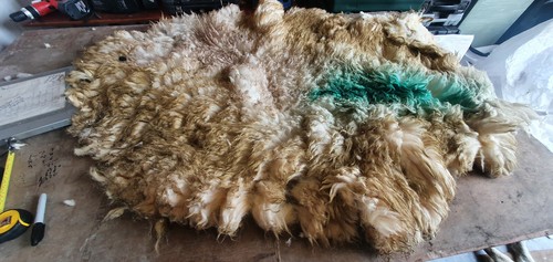 Raw sheep fleece spinning - sheep,