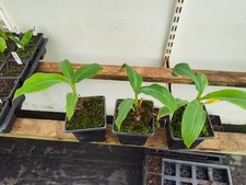 Musa acuminata subsp