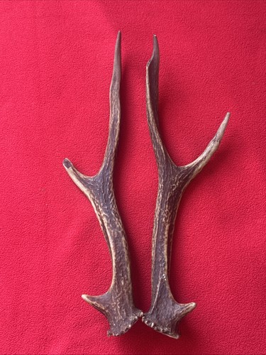 Pair sika deer - of,