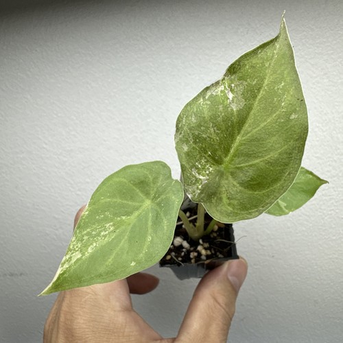 Alocasia wentii albo pink - wentii,