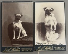 Victorian Pug Pet Dog
