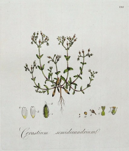 Antique botanical print - botanical,