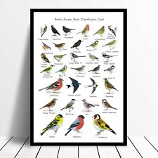 British Garden Birds Identification Chart Wildlife Poster A4 A3 A1 Framed Option