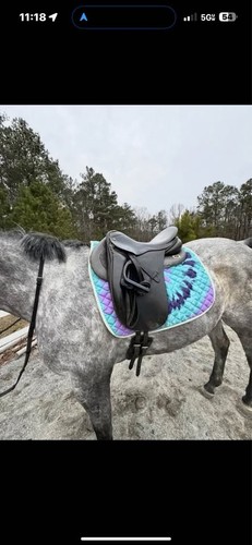 Albion legend 5000 - 5000, dressage