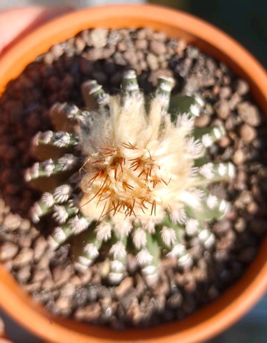 Discocactus horstii - horstii,
