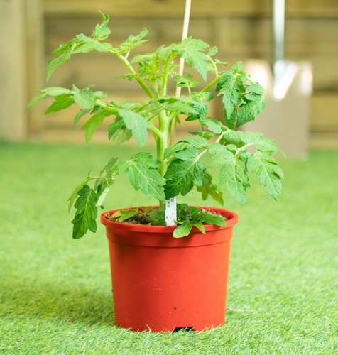 Thompson morgan tomato - thompson, &