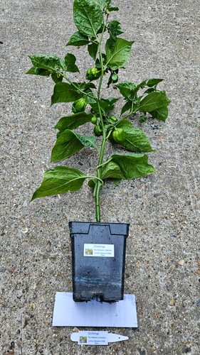 This huge lemon habanero - this,