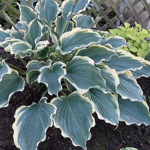Hosta hope springs eternal - hosta,