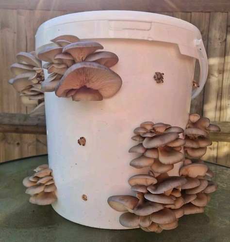 Oyster mushroom spawn 600g - mushroom,