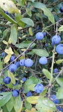 2lb fresh and juicy sloe