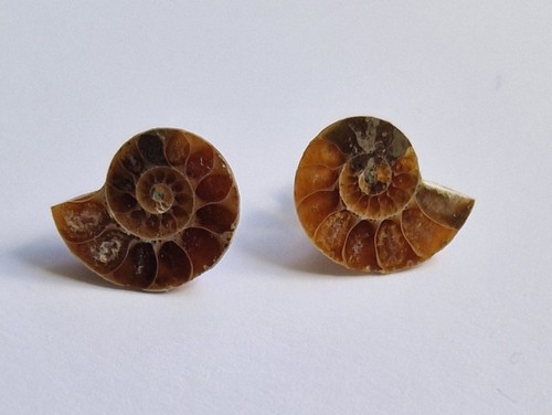 Genuine ammonite fossil - ammonite,