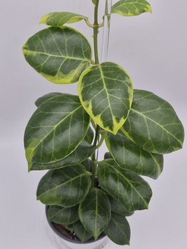 Rare hoya obscura - hoya,