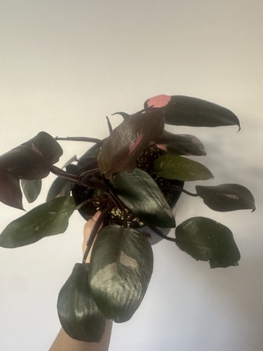 Large philodendron pink - large,
