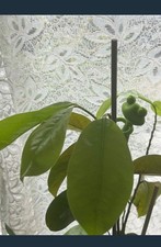 Graviola ( Annona muricata) Soursop Tree,  Sapling  over 17” trunk