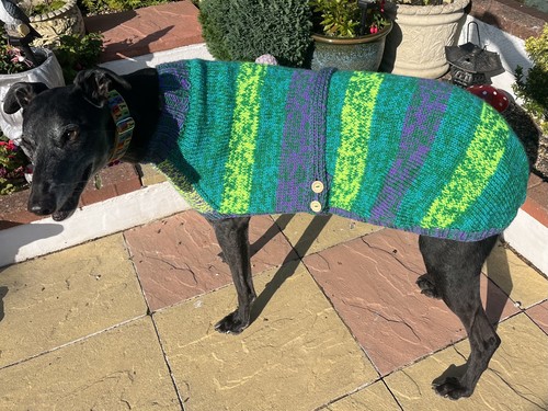Hand knitted greyhound coat - hand,