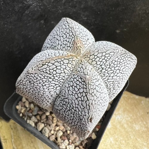 5cm astrophytum myriostigma - 4-5cm,