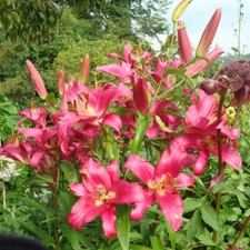 T&M Lily Tree Pink Explosion