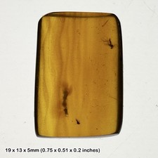 Burmese cretaceous amber with