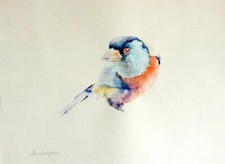 Toucan Barbet,  Birds