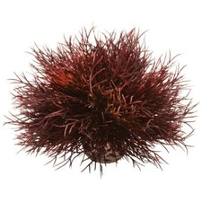 BiOrb Aquarium Fish Tank Sea