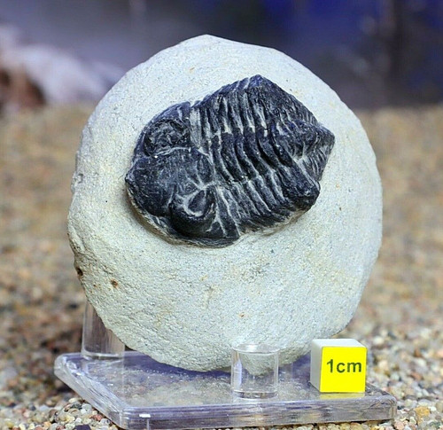 Real trilobite amazing - -,
