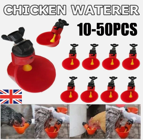 50pcs chicken bird hen - bird,