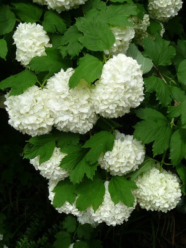 Viburnum opulus roseum - viburnum,