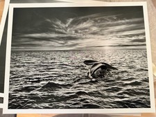 Sebastião SALGADO Genesis