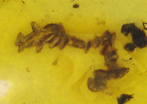 Large fly with - with, cretaceous