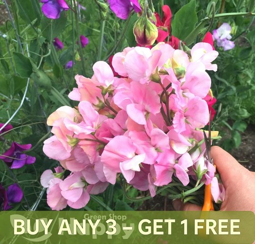 Sweet pea nellie - -,