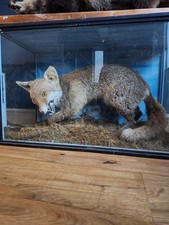 Snarling Fox Taxidermy - large