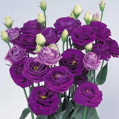 Lisianthus grandiflorum rose