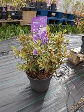 Purple Rhododendron | 2 Litre Pot | Evergreen shrub | Easy care Plant |