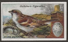 GALLAHER-BIRDS NESTS & EGGS