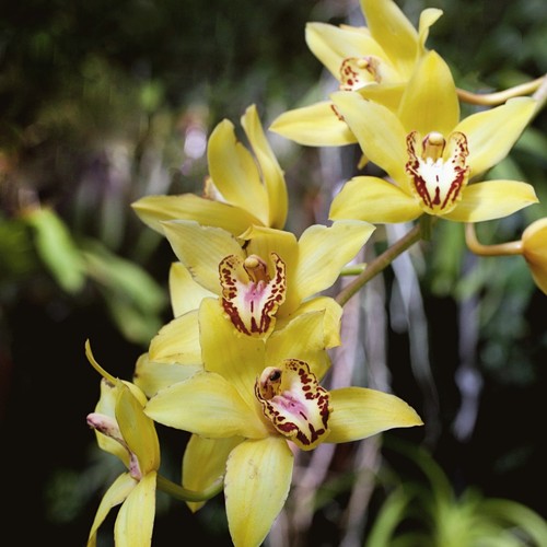 Yellow cymbidium orchid nell - yellow,