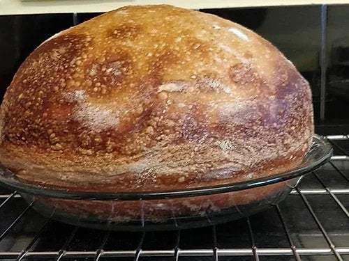 Alaskan sourdough starter - alaskan,