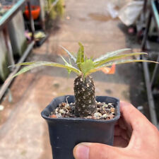 3-4cm 1PCS Live Dorstenia