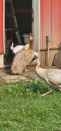 Peacock peafowl hatching - 4,