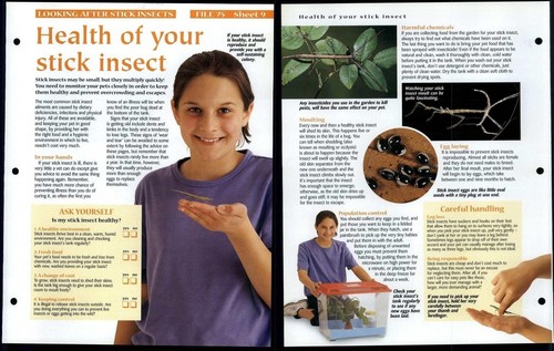 Health stick insect 9 - of,