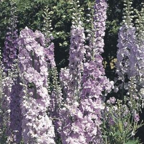 Delphinium pacific giants - delphinium,