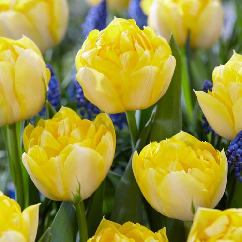 Tulip secret perfume x30 - perfume',